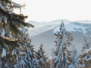 çam ağaçları ile kış manzarası
