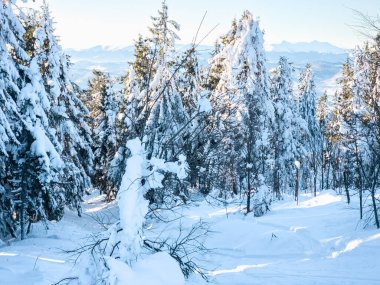 Laponya Finlandiya 'da güzel karlı kış manzarası