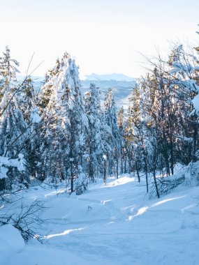 Karla kaplı ağaçlarla kaplı kış manzarası