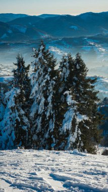 Karla kaplı ağaçlarla kaplı kış manzarası