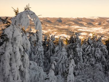 Karla kaplı ağaçlarla kaplı güzel kış manzarası