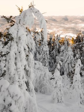 Karla kaplı ağaçlarla kaplı güzel kış manzarası