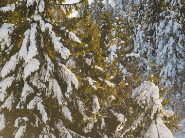 Kış parkında ağaçlara kar yağıyor.