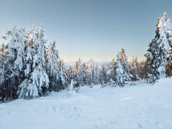 Dağlarda kış. Karpatların güzel manzarası