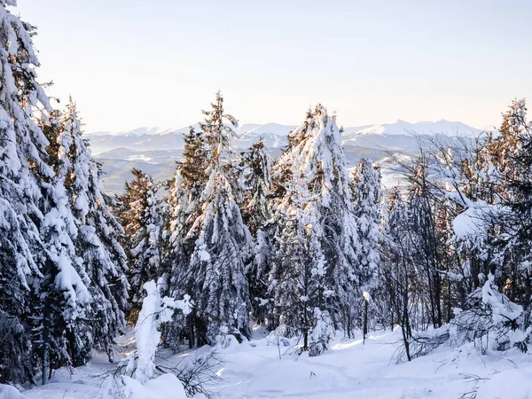 Karpat Dağları 'ndaki kış manzarası. ukraine