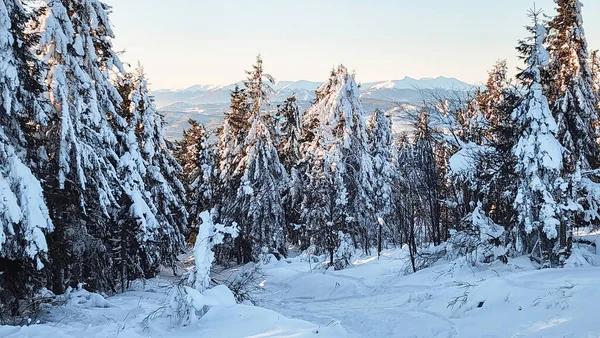 Karla kaplı köknar ağacıyla güzel kar manzarası