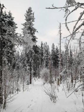 Kış ormanı manzarası, karla kaplı ağaçlar, doğa ve