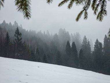 Kışın karlı ormanlı kış manzarası