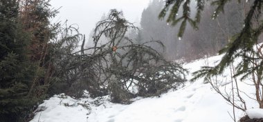 Dağlarda karla kaplı bir ağaç.