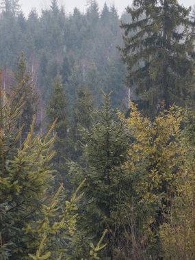 Arka planda orman olan ağaçların dikey görüntüsü.