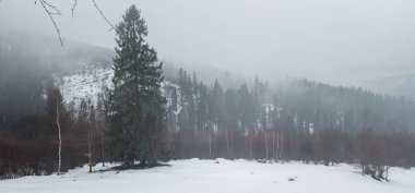 Karla kaplı ağaçları olan güzel bir manzara.