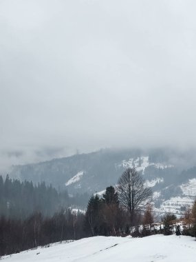 Karpatlar 'da kış manzarası karla kaplıydı. ukraine.