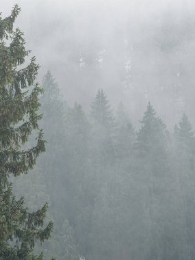 Kış mevsiminde sisli orman