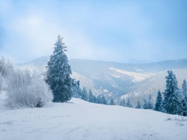 Karla kaplı ağaçlarla kaplı kış manzarası