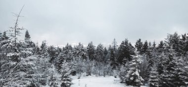 Dağlarda kış ormanı