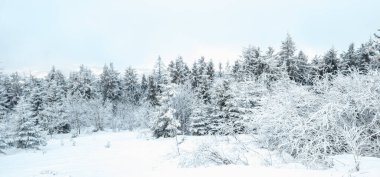 Güzel kış orman ağaçları ile