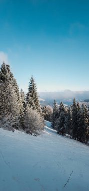 karlı köknar ağaçları ile kış manzarası
