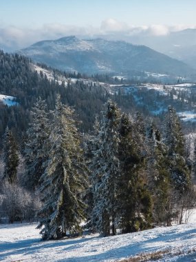 Karlı dağ manzarası. Kış ormanı, kar, dağlardaki ağaçlar