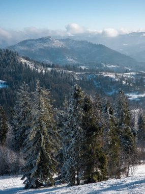 Karla kaplı ağaçlarla kaplı kış manzarası