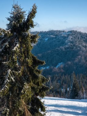 Karla kaplı ağaçlarla kaplı kış manzarası