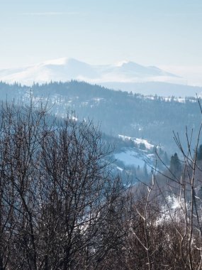 Dağlarda kış ormanı