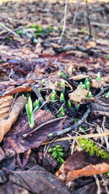 Ormanda yeşil yapraklar