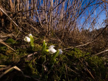 Ormanda kar damlası