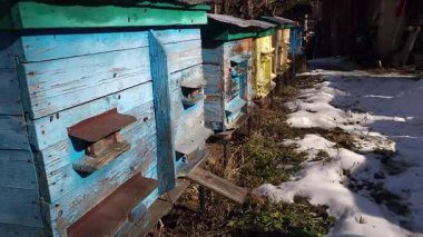 Köyde arıcı ve arı.