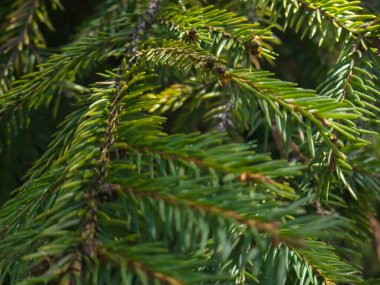 Yeşil ladin dalını kapatın.