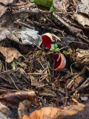 Sonbaharda ormanda mantar