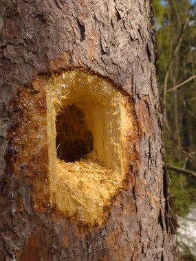 Ağaç gövdesi kesiği.
