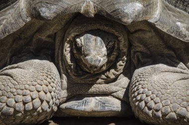 Kafasını saklayan dev bir kaplumbağaya yaklaş.
