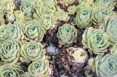 Botanik bahçesindeki sulu bitkiler