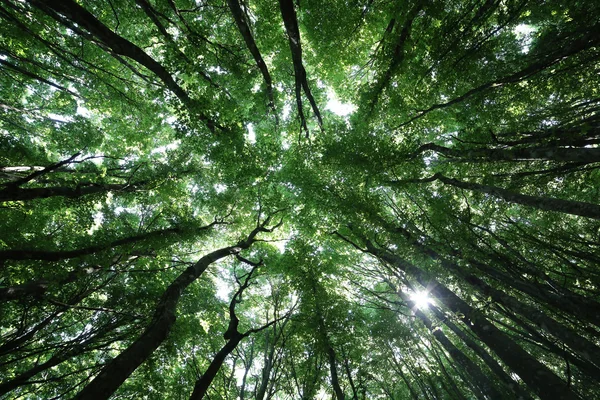 Orman ağaçları. doğa yeşil ahşap güneş ışığı arka planı