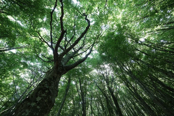 Orman ağaçları. doğa yeşil ahşap güneş ışığı arka planı