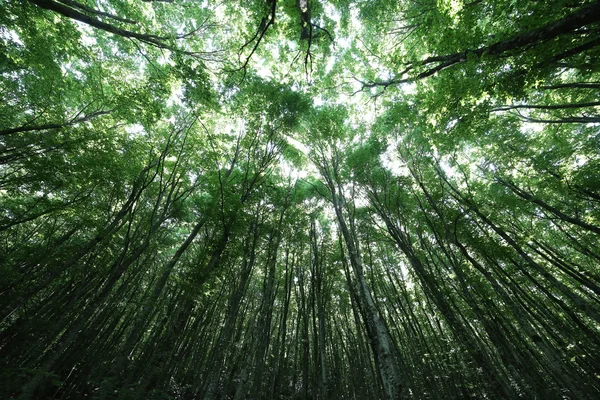 Waldbäume. Natur grün Holz Sonnenlicht Hintergrund — Stockfoto