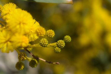 Su gerdanlığı, aynı zamanda Bataklık Gıdaklaması olarak da bilinen bir Acacias türüdür, su gerdanlığı, Wirilda.