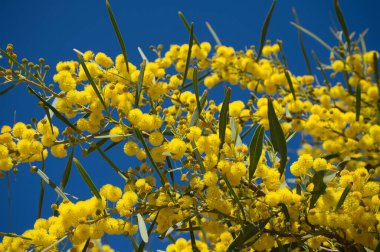 Su gerdanlığı, Swamp Wattle, Retinodes su gerdanlığı, Wirilda olarak da bilinen bir Acacias türüdür. Mavi gökyüzü arka planında sarı florlar