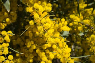 Su gerdanlığı, aynı zamanda Bataklık Gıdaklaması olarak da bilinen bir Acacias türüdür, su gerdanlığı, Wirilda.