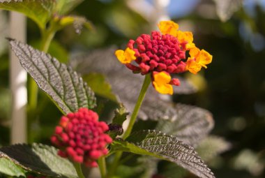 Yaygın Lantana çiçeği, İspanyol bayrağı olarak da bilinir, Batı Hint lantana 'sı, sarı adaçayı. Botanik adı: lantana camara