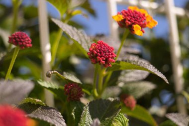 Yaygın Lantana çiçeği, İspanyol bayrağı olarak da bilinir, Batı Hint lantana 'sı, sarı adaçayı. Botanik adı: lantana camara