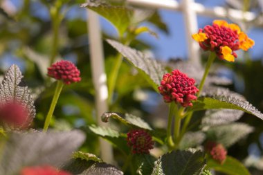 Yaygın Lantana çiçeği, İspanyol bayrağı olarak da bilinir, Batı Hint lantana 'sı, sarı adaçayı. Botanik adı: lantana camara