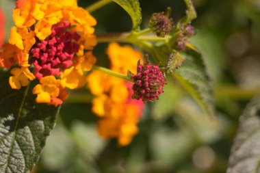 Yaygın Lantana çiçeği, İspanyol bayrağı olarak da bilinir, Batı Hint lantana 'sı, sarı adaçayı. Botanik adı: lantana camara