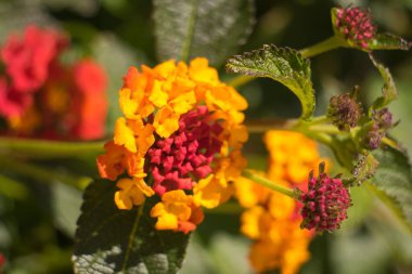 Yaygın Lantana çiçeği, İspanyol bayrağı olarak da bilinir, Batı Hint lantana 'sı, sarı adaçayı. Botanik adı: lantana camara