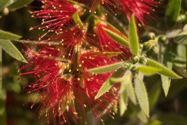 Kırmızı çiçek. Pohutukawa ağacı (Metrosideros) Yeni Zelanda Noel ağacı, Güney Rata melezi ve demir ağacı olarak da bilinir. Botanik adı: Metrosideros Excelsa