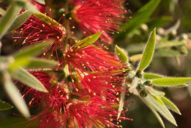 Kırmızı çiçek. Pohutukawa ağacı (Metrosideros) Yeni Zelanda Noel ağacı, Güney Rata melezi ve demir ağacı olarak da bilinir. Botanik adı: Metrosideros Excelsa