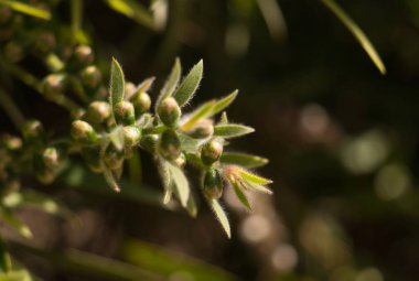 Kırmızı çiçek sapı. Pohutukawa ağacı (Metrosideros) Yeni Zelanda Noel ağacı, Güney Rata melezi ve demir ağacı olarak da bilinir. Botanik adı: Metrosideros Excelsa