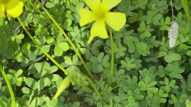 Baharda güzel sarı çiçek tarlaları. Bermuda düğün çiçeği, Afrika orman kuşu olarak da bilinen bir ağaçkakan türü. Cape sorrel, Soursop. Cins: Oxalis