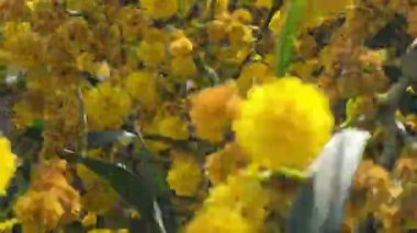 Baharda sarı çiçekli güzel bir ağaç. Akasya ağacı, su gerdanlığı, bataklık boynuzu, su gerdanlığı, gümüş gerdanlık, Wirilda olarak da bilinir..