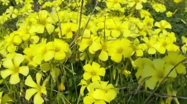 Baharda güzel sarı çiçek tarlaları. Bermuda düğün çiçeği, Afrika orman kuşu olarak da bilinen bir ağaçkakan türü. Cape sorrel, Soursop. Cins: Oxalis